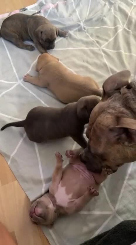American Bulldog dogs for sale: 🐾 2 Stunning Male Pocket Bullies Available 🐾 - Video 2