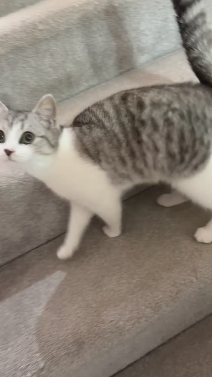 Scottish Fold cats for sale: 7 month old grey and white scottish fold boy mix  - Video 2