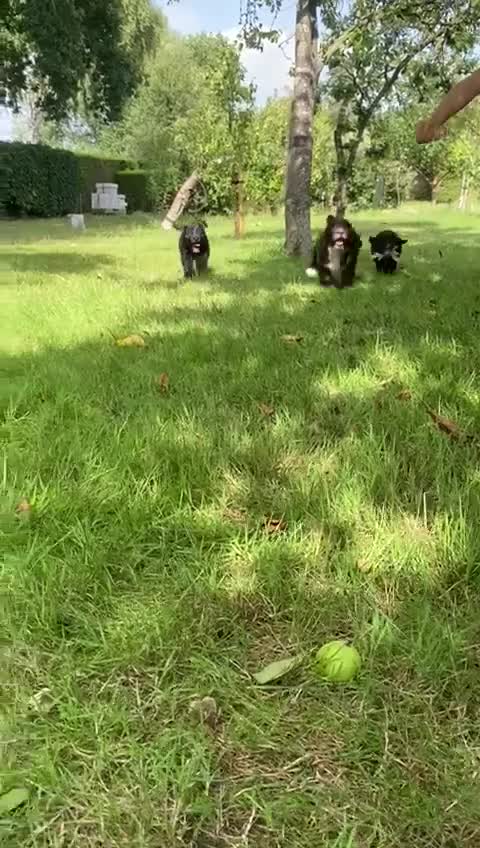 Sproodle dogs for sale: Stunning F1 sproodle  - Video 2