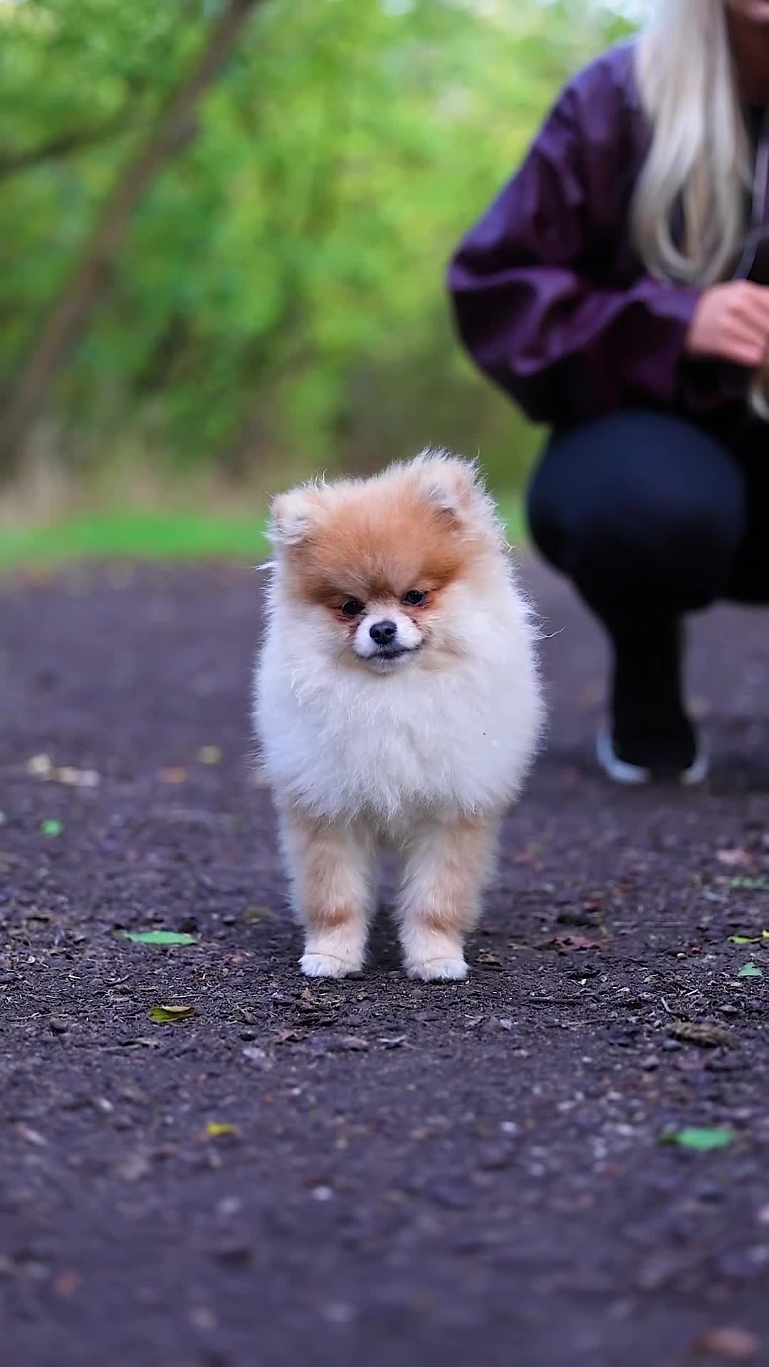 Pomeranian dogs for sale: 1.5kg House trained most gentle Pomeranian male🩵 - Video 2