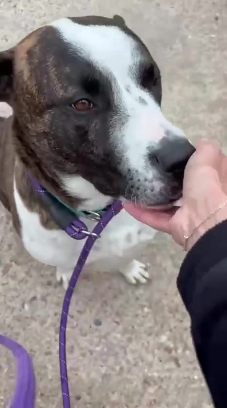 Mixed Breed dogs for adoption: Cherry urgently needs a foster or adoption  - Video 2