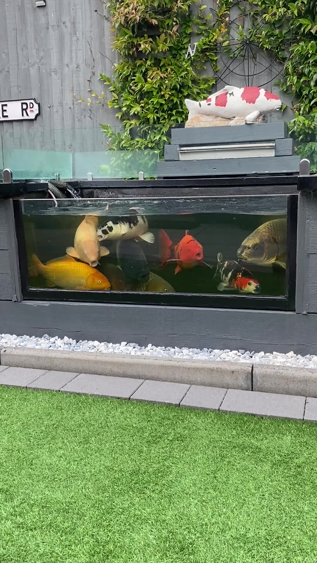 Koi Carp fish for sale: Pond Clearance - Video 1