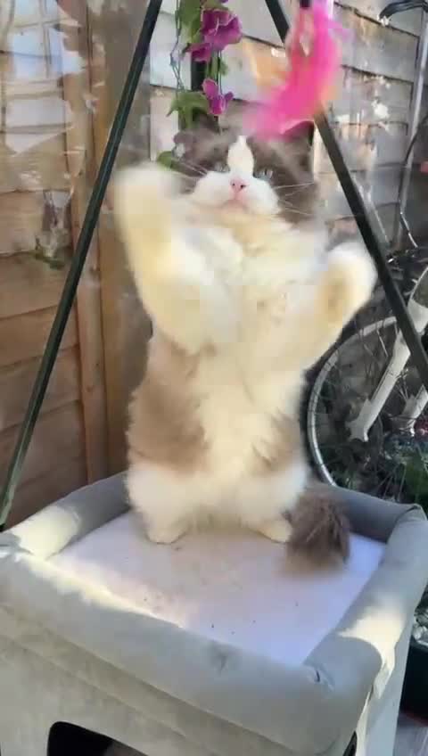 Ragdoll cats for sale: READY NOW 2 fluffy boys - Video 1