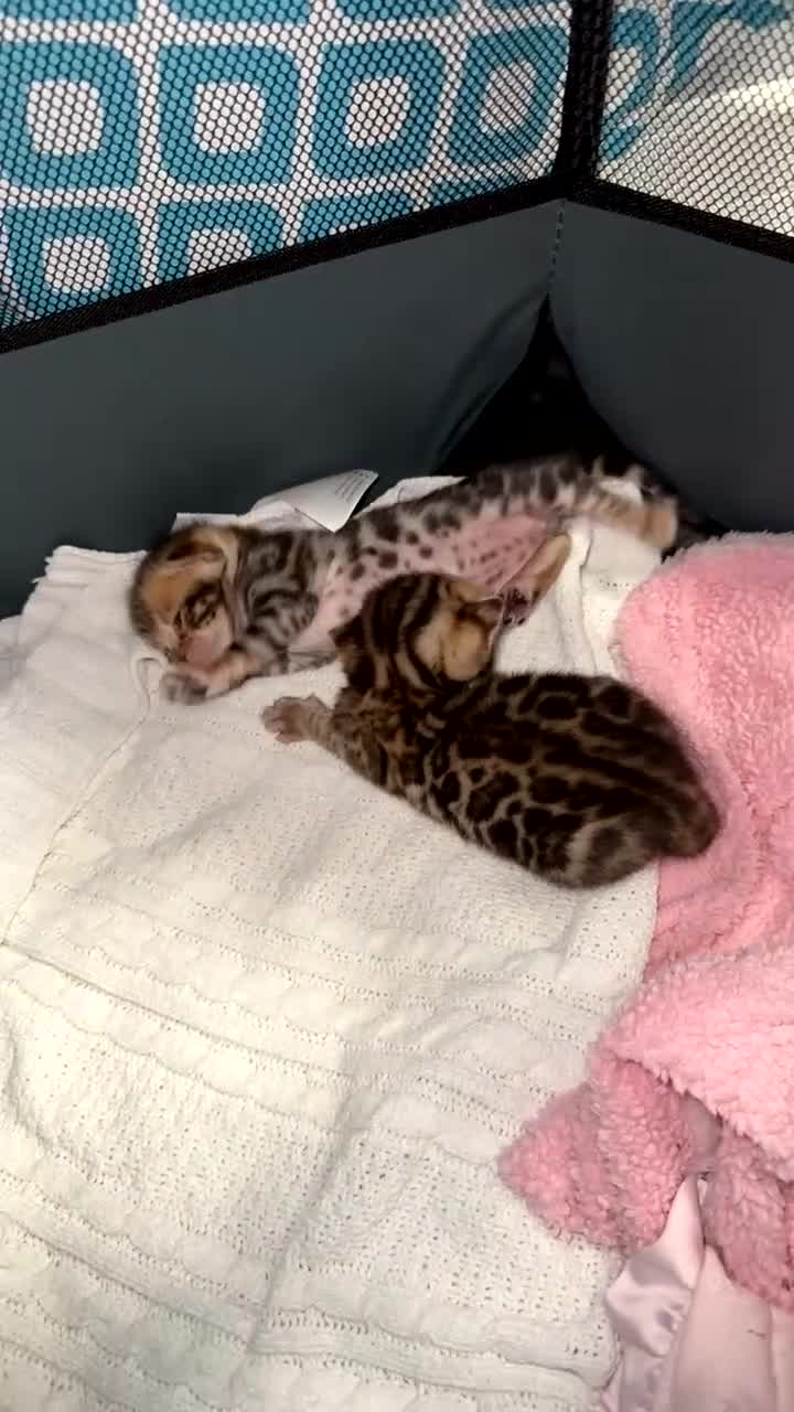 Bengal cats for sale: Pure Bengal Female kittens - Video 1