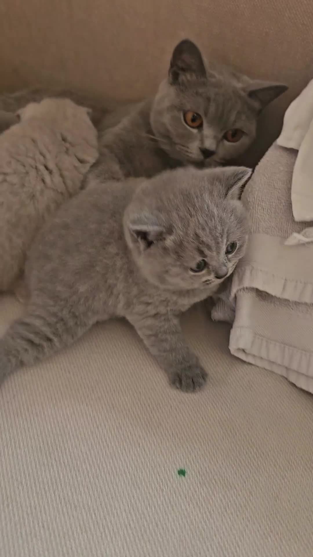 British Shorthair cats for sale: GCCF BSH Lovely Kittens - Video 4
