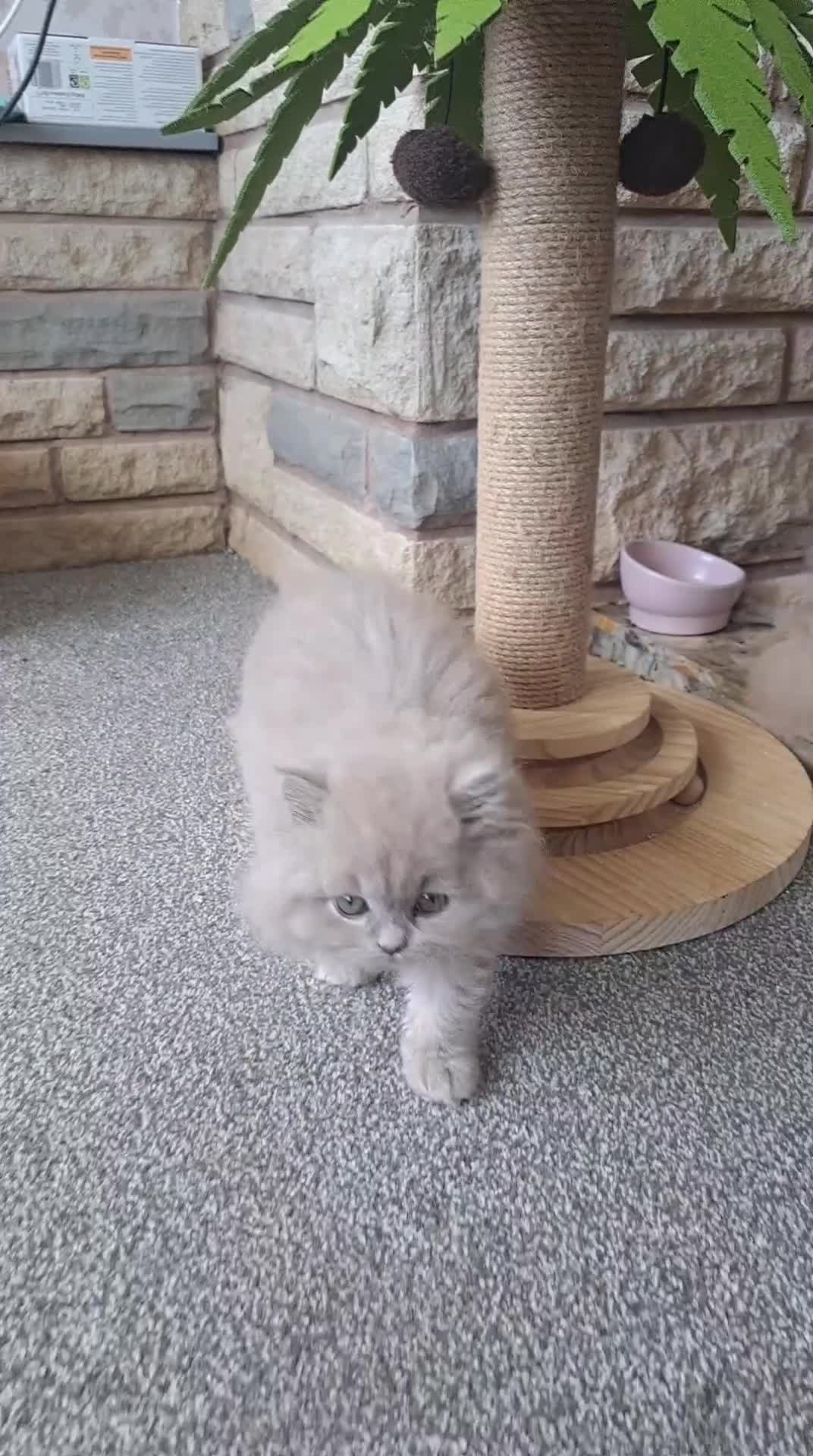 British Longhair cats for sale: Top Quality purebred BLH Kittend - Video 1