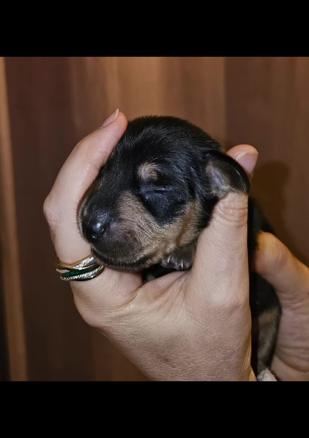 Dachshund dogs for sale: Dashound puppies - Video 1