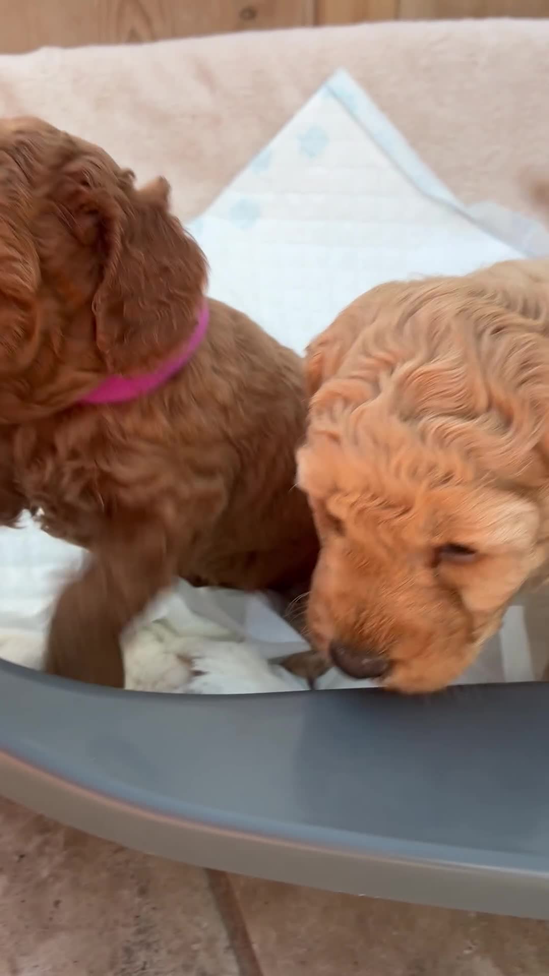 Miniature Poodle dogs for sale:  BOY MINIATURE POODLE AVAILABLE! - Video 1