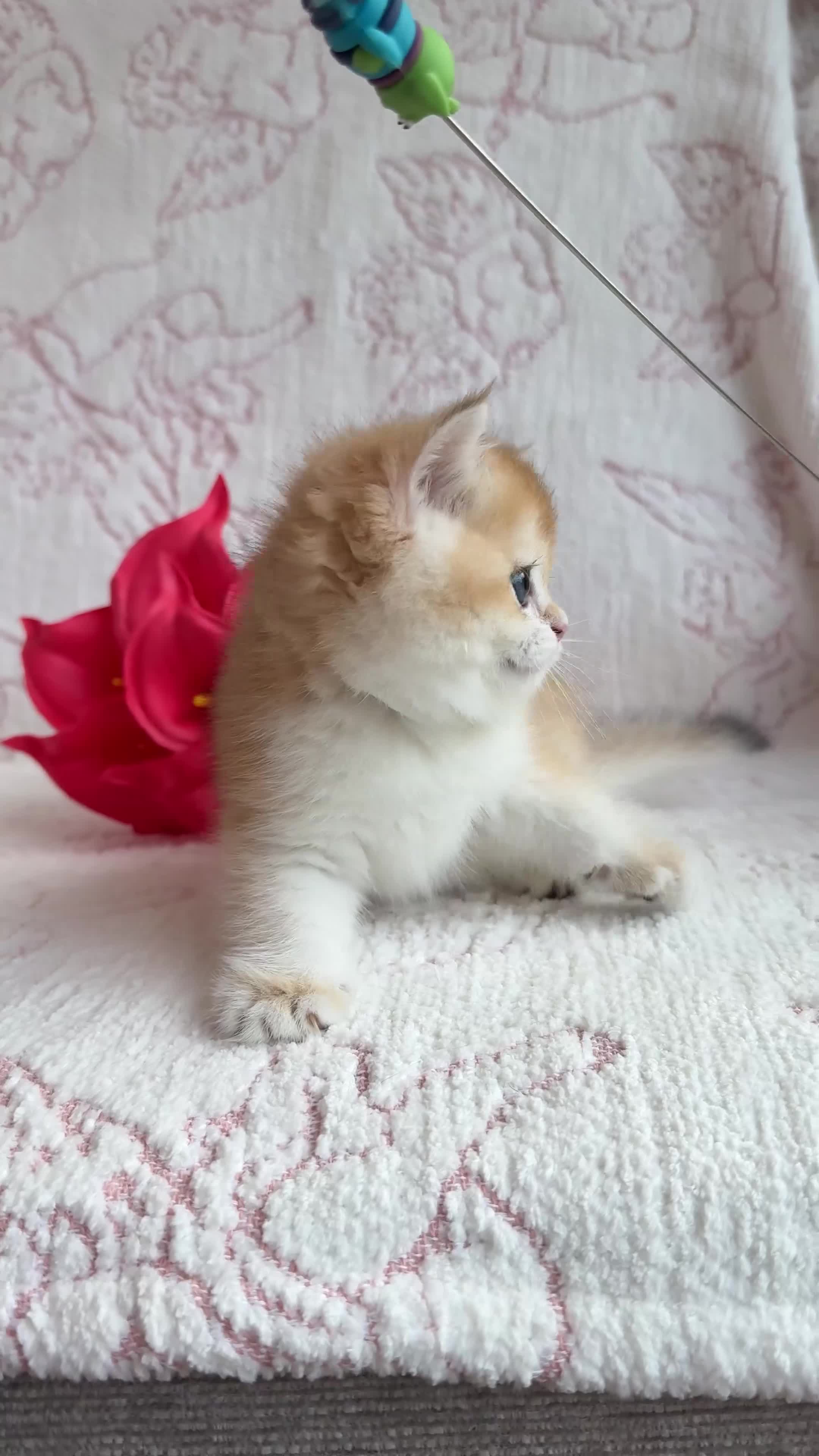 British Shorthair cats for sale: British shorthair available 🦁 - Video 2