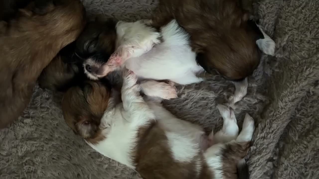 Shih Tzu dogs for sale: 🐶 Adorable Shih Tzu Puppies for Sale 🐶  - Video 1