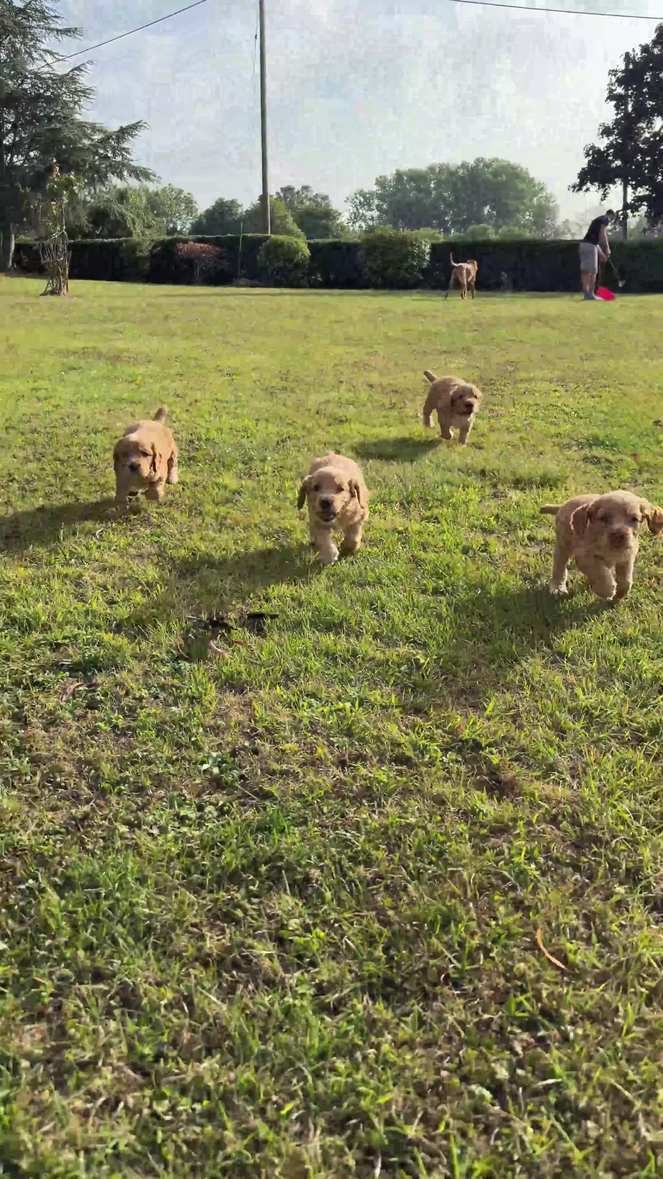 Cocker Spaniel dogs for sale: Working KC Registered Cocker Spaniel Puppies - Video 1