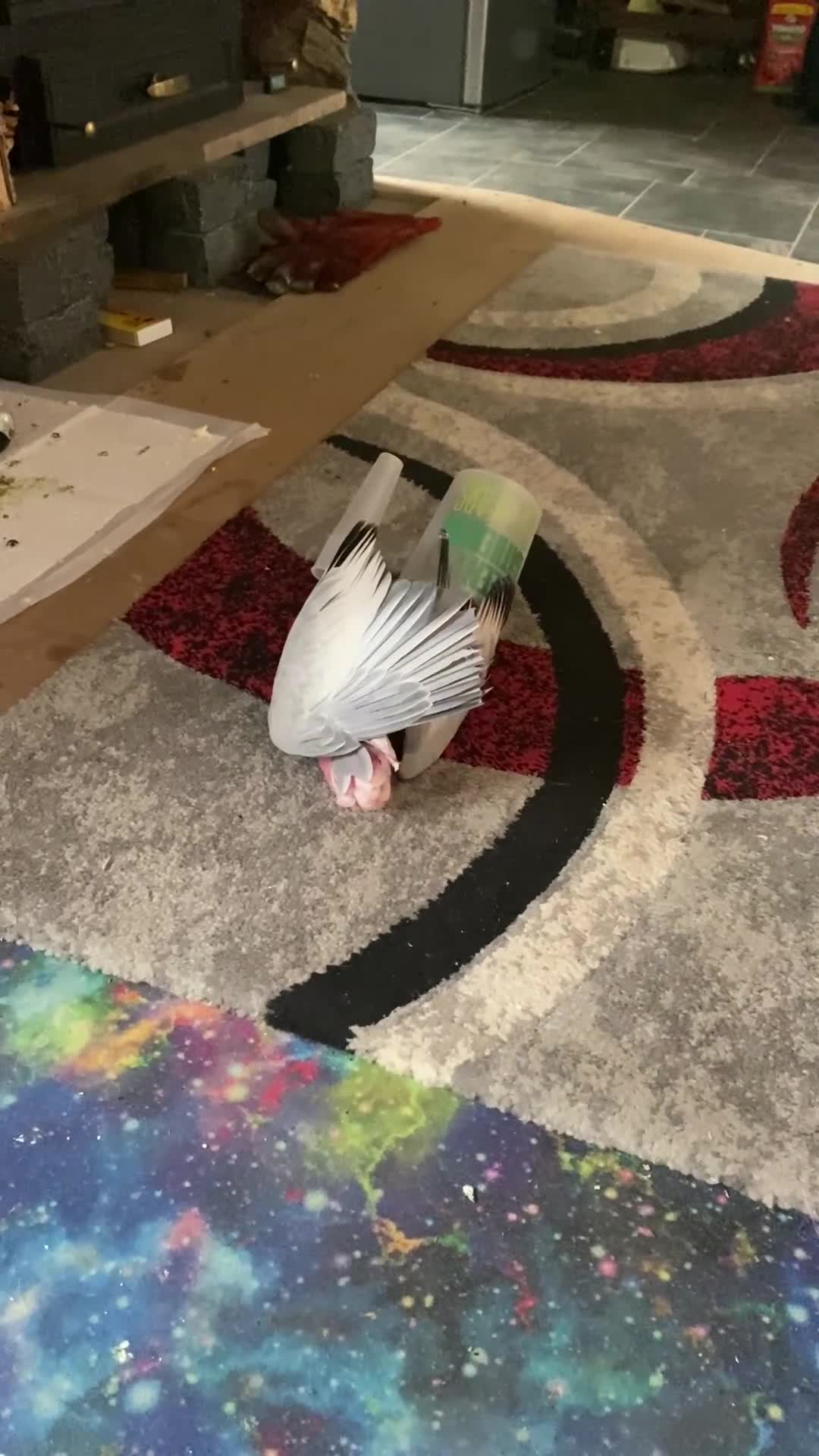 Cockatoo birds for sale: 10 month old male galah cockatoo - Video 1