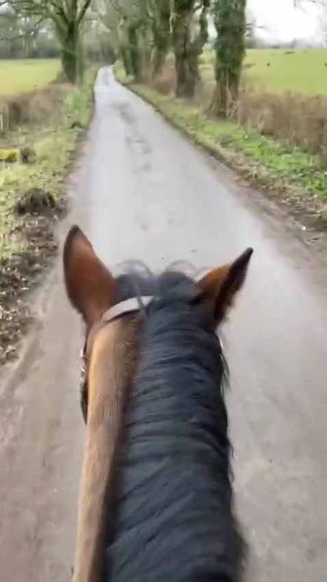 Welsh Section D horses for sale: Flashy Sec D x Dartmoor mare - Video 4