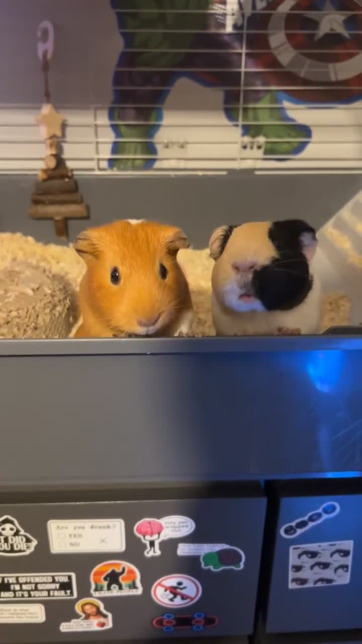 Guinea Pig rodents for sale: 2 guinea pigs - Video 1
