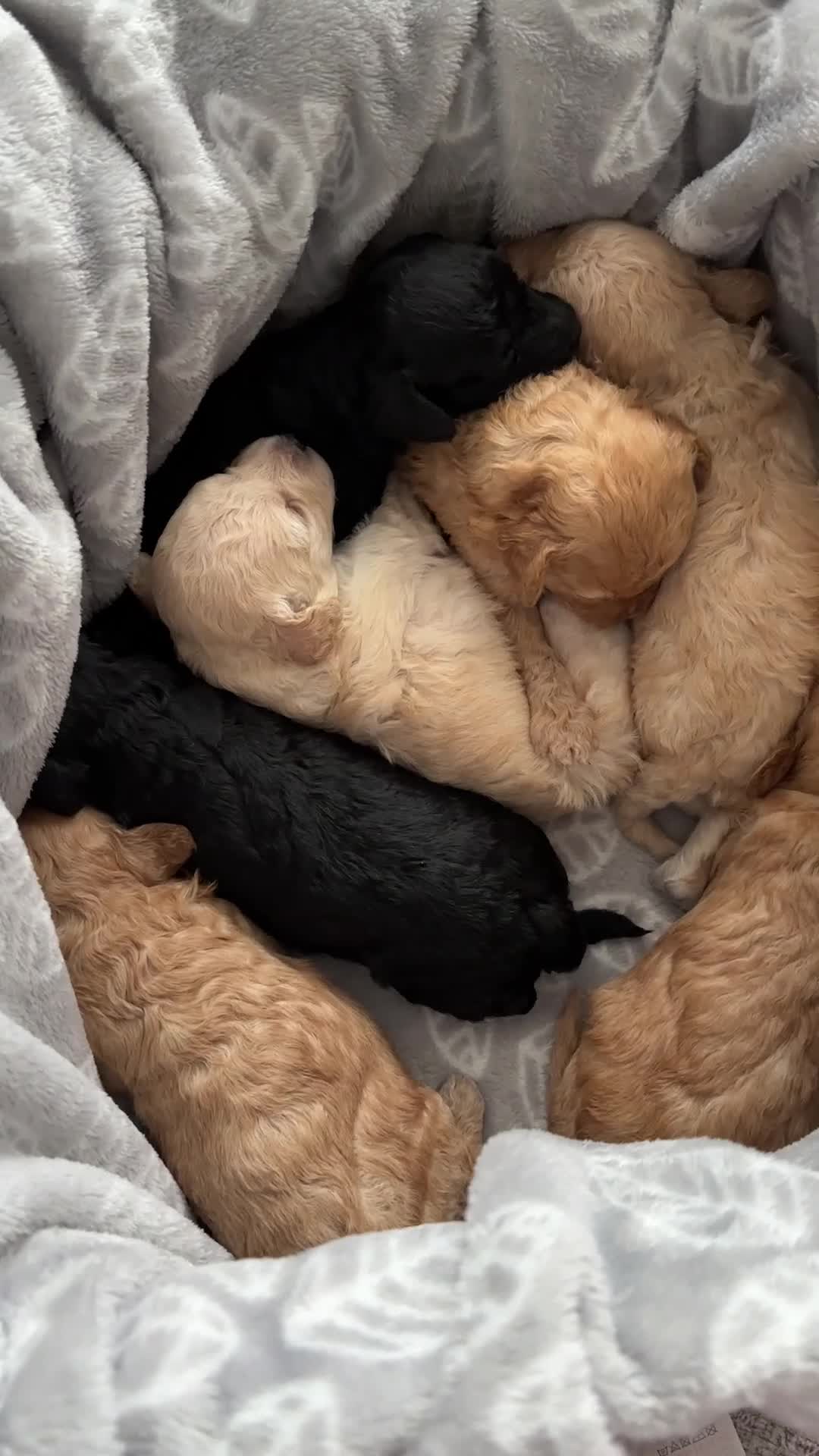 Toy Poodle dogs for sale: Toy poodles (5 girls and 2 boys) - Video 1