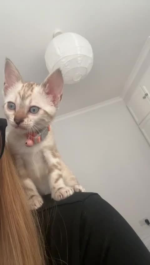 Bengal cats for sale: Pure Bengal snow lynx marble - Video 1