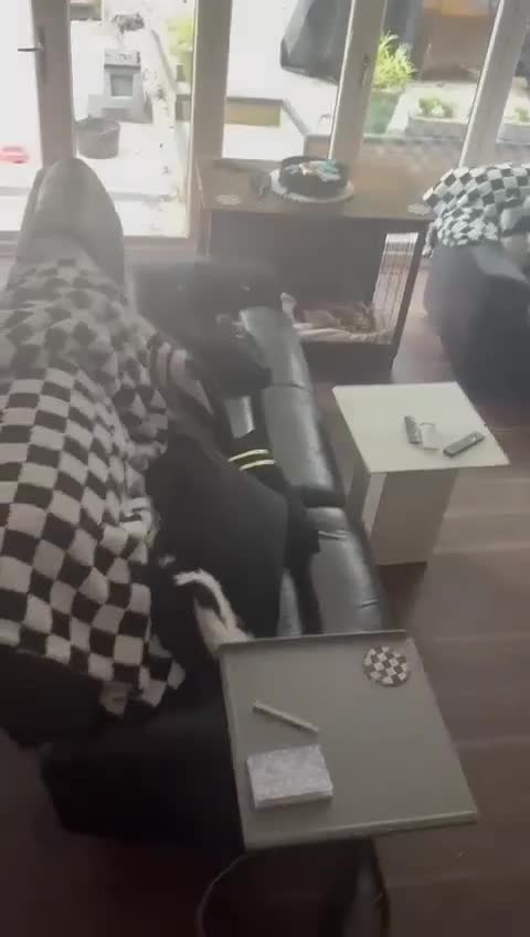 Mixed Breed dogs for adoption: Jolly Joe - Video 1