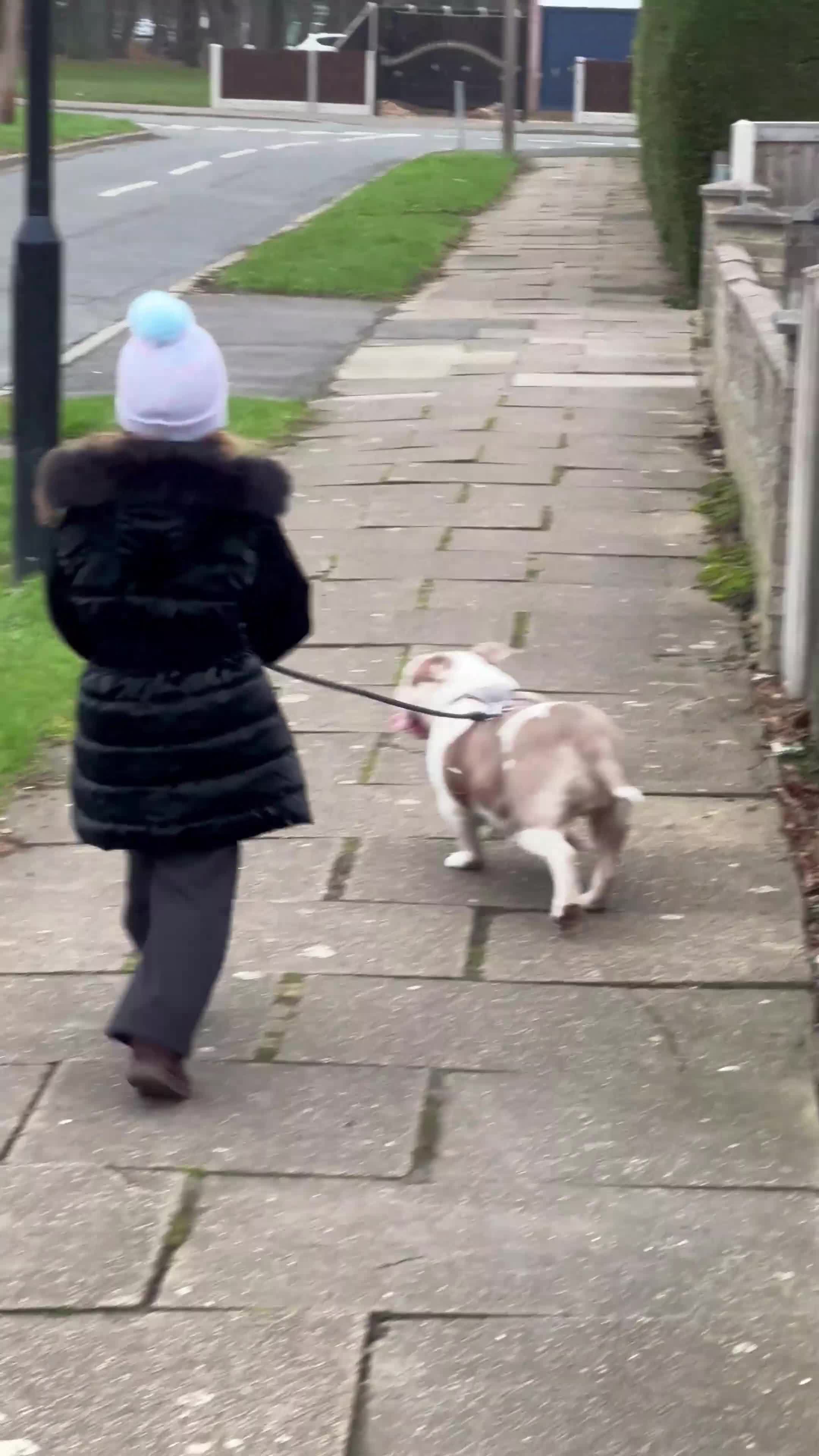 American Bully dogs for sale: Lowing home wanted for Oreo - female pocket bully - Video 1