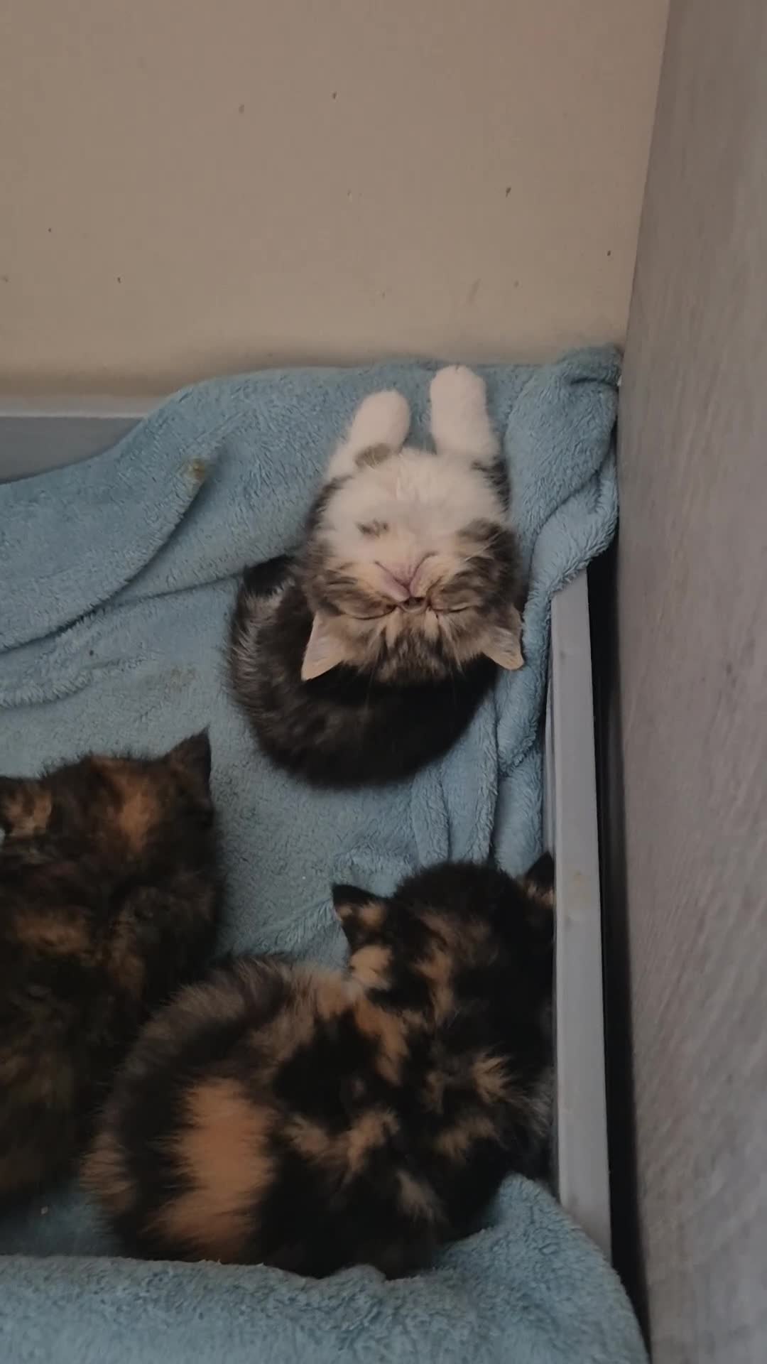 Persian cats for sale: Exotic Persian kittens  - Video 1