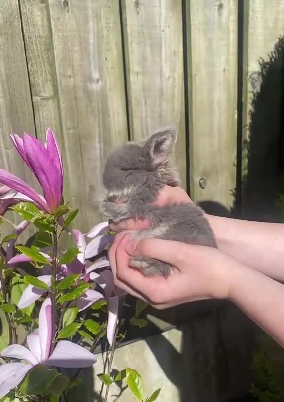 Mini Lop rabbits for sale: Mini Lops  - Video 1