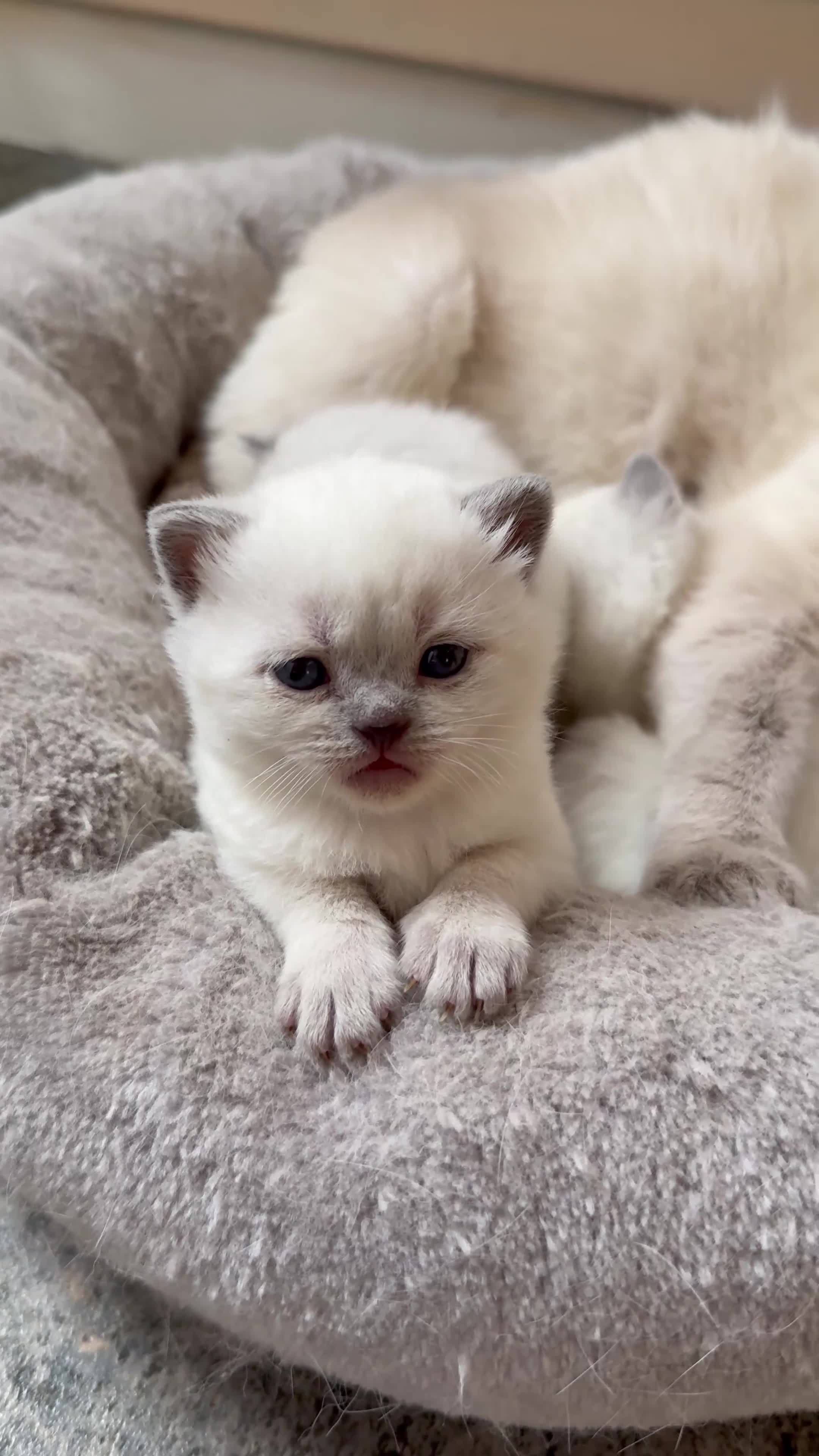 British Shorthair cats for sale: Beautiful Colour point British Shorthair Kittens - Video 1