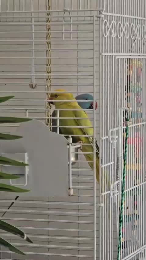 Ringnecks birds for sale: Rignneck parrots - Video 1