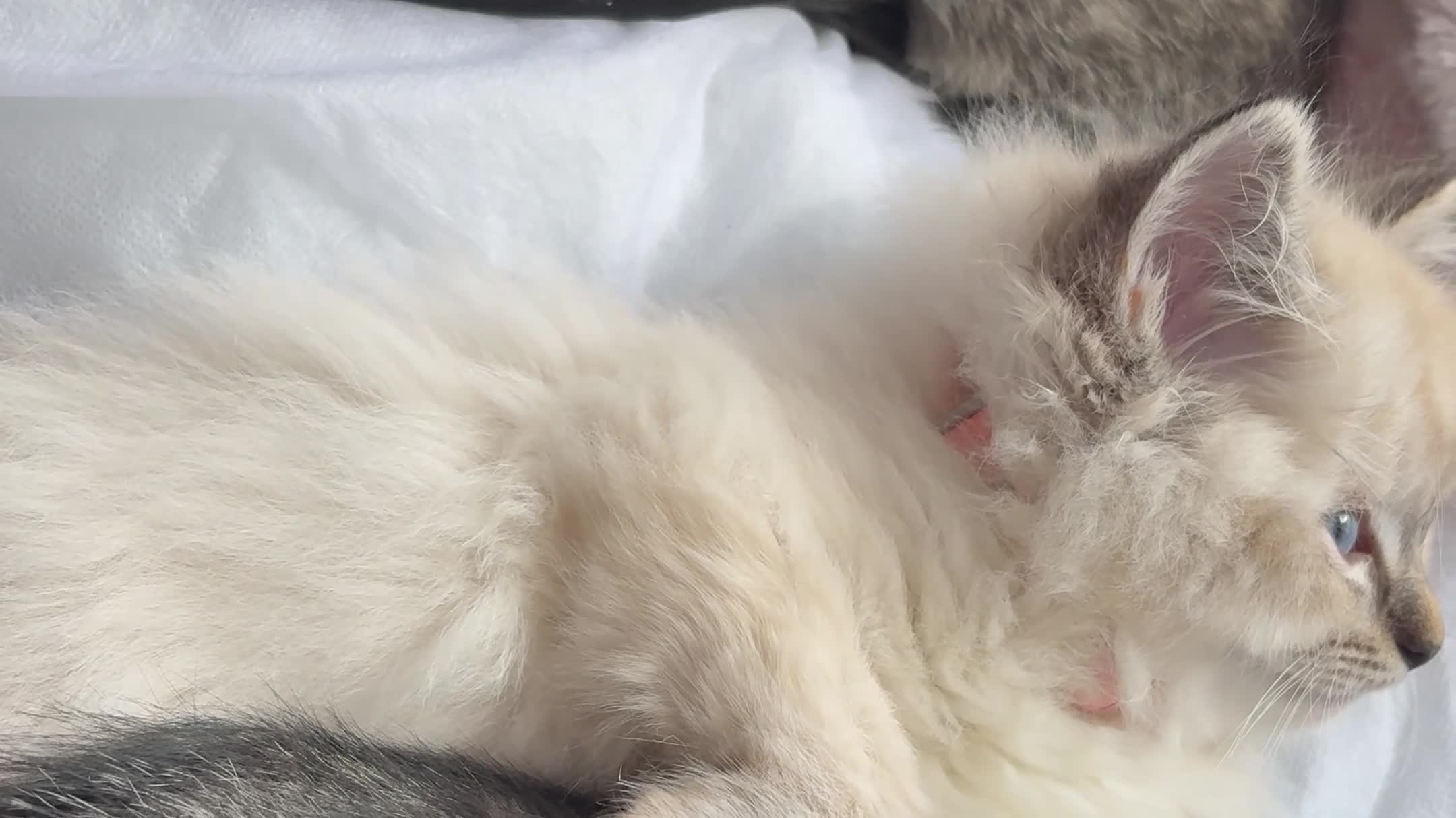 Mixed Breed cats for sale: BSH x Ragdoll Kittens READY NOW in North Shields - Video 3