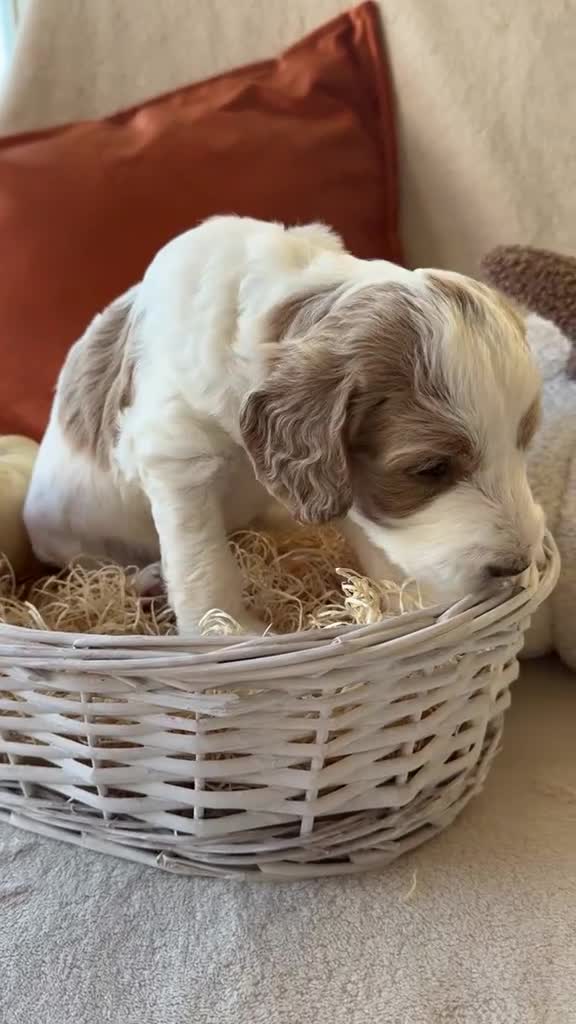 Australian Labradoodle dogs for sale: Pure Multigen Australian Labradoodle Puppies - Video 1