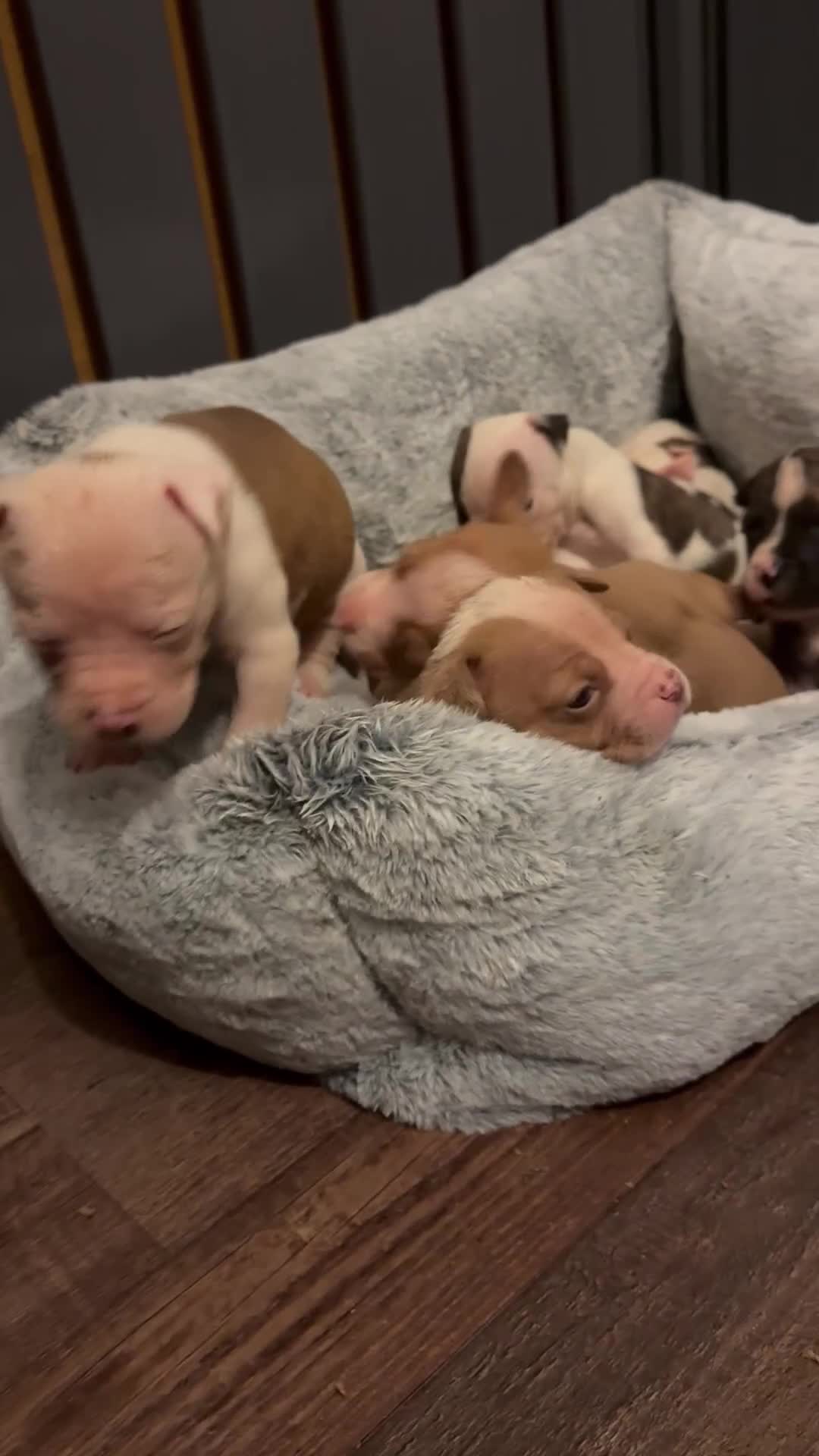 American Bulldog dogs for sale: American bulldog - Video 2