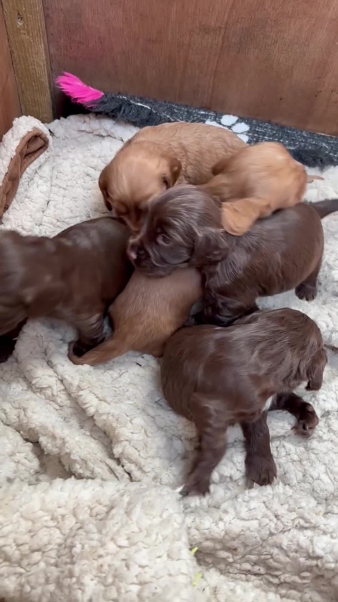 Cocker Spaniel dogs for sale: ONE FEMALE LEFT Cocker  Chocolate  - Video 2