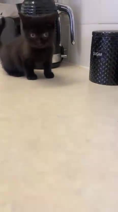 British Shorthair cats for sale: Champion GCCF Black British Shorthair Kittens - Video 3