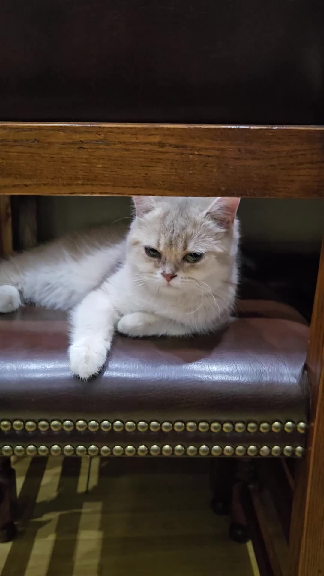 British Shorthair cats for sale: Beautiful British Shorthair Female – 7 Months Old in Croydon - Video 2