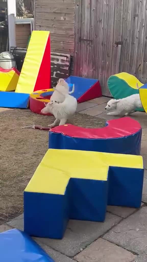Goldendoodle dogs for sale: 🐾 Goldendoodle Puppies ready for forever homes 🐾 - Video 3
