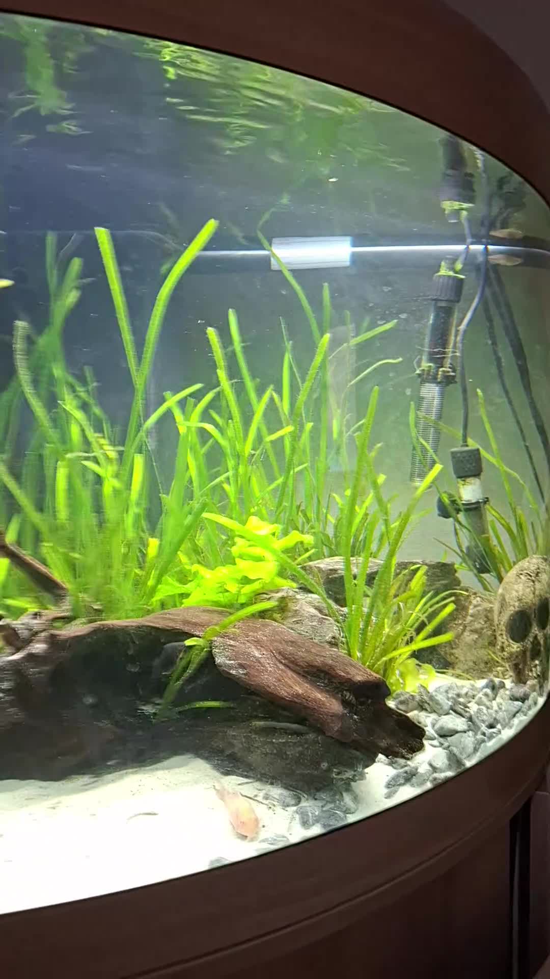 Catfish fish for sale: Catfish  - Video 1