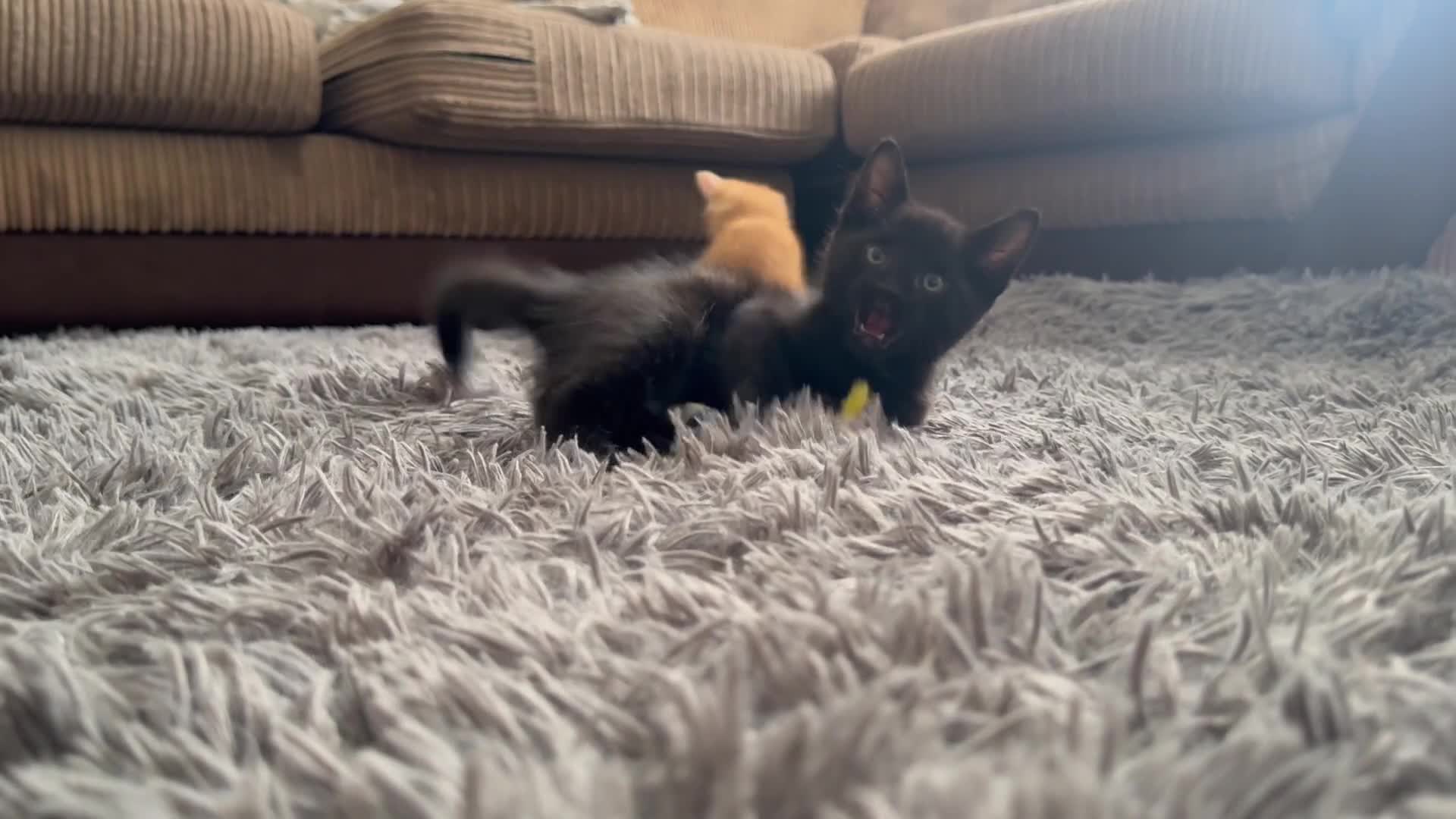 Mixed Breed cats for sale: BSH x Maine coon kittens (various prices) - Video 2