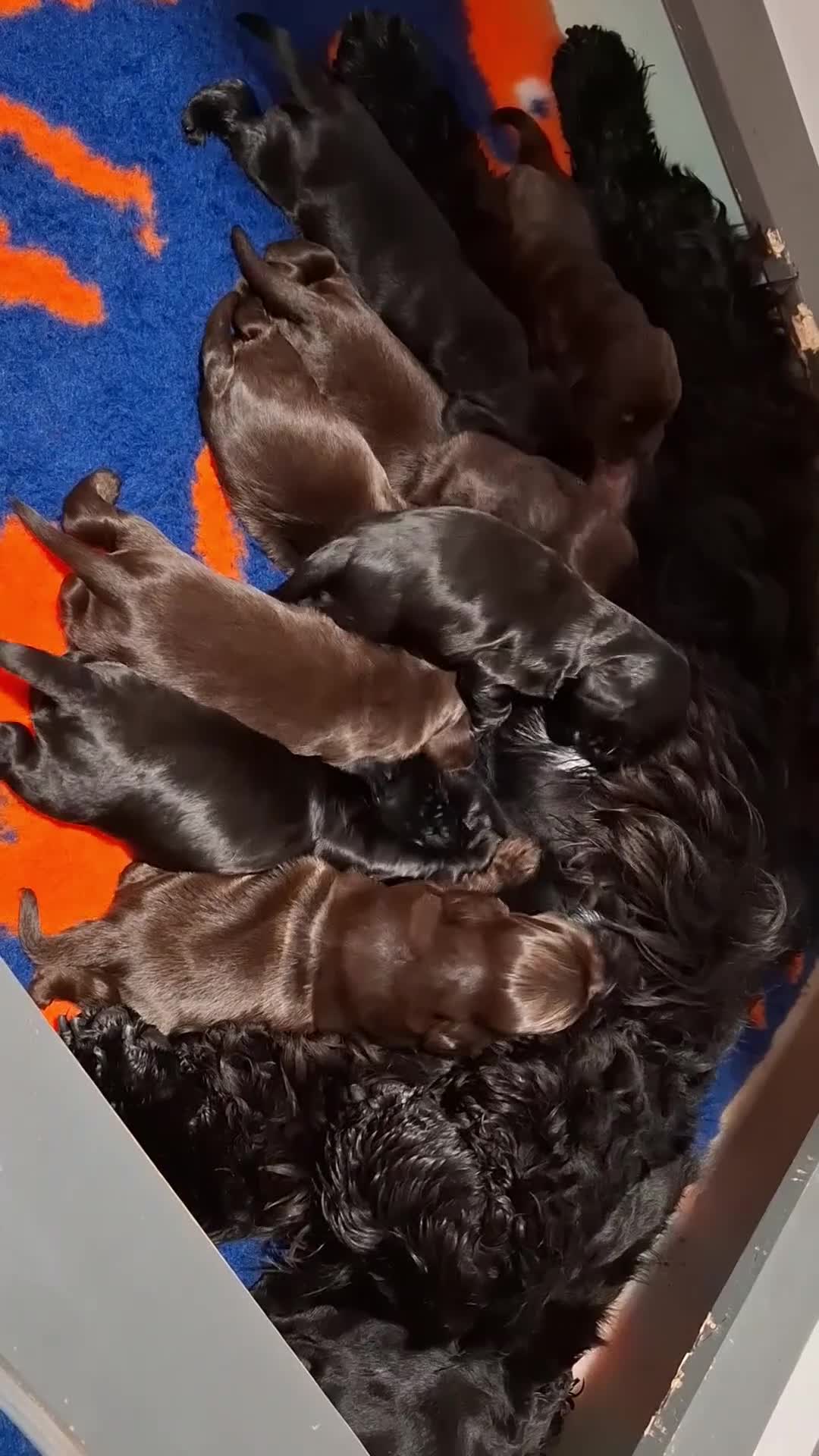 Cocker Spaniel dogs for sale: Show type KC Reg Cocker Spaniel Puppies Available - Video 3