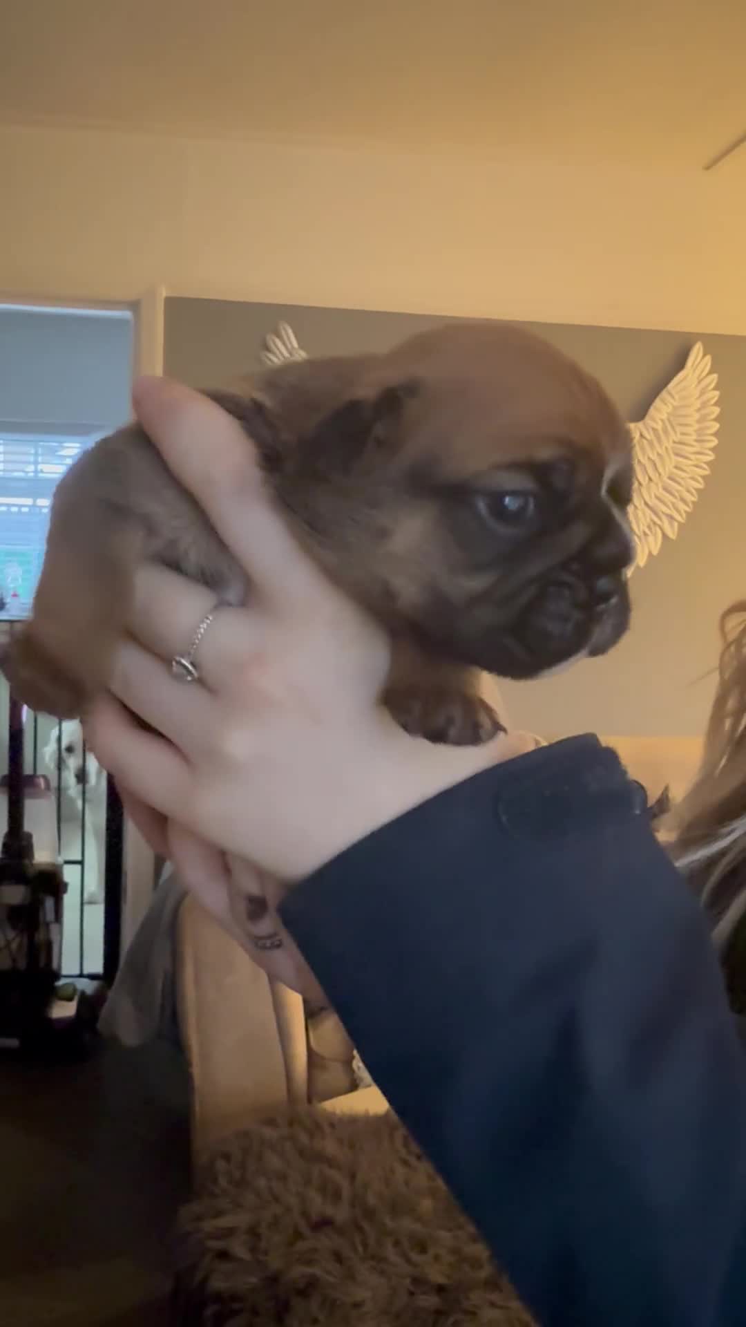 English Bulldog dogs for sale: Traditional English Bulldog Puppies  - Video 4