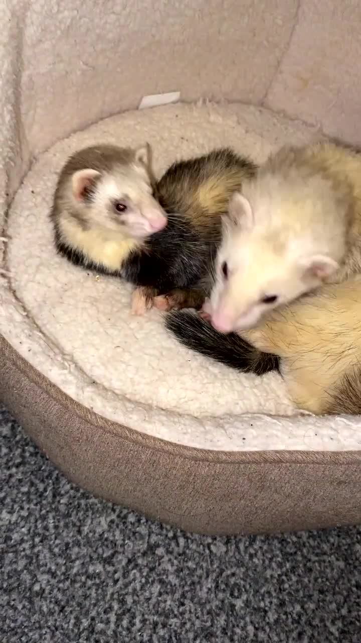 Ferret rodents for sale: (STILL AVALIABLE) Two hobs for rehoming. - Video 4