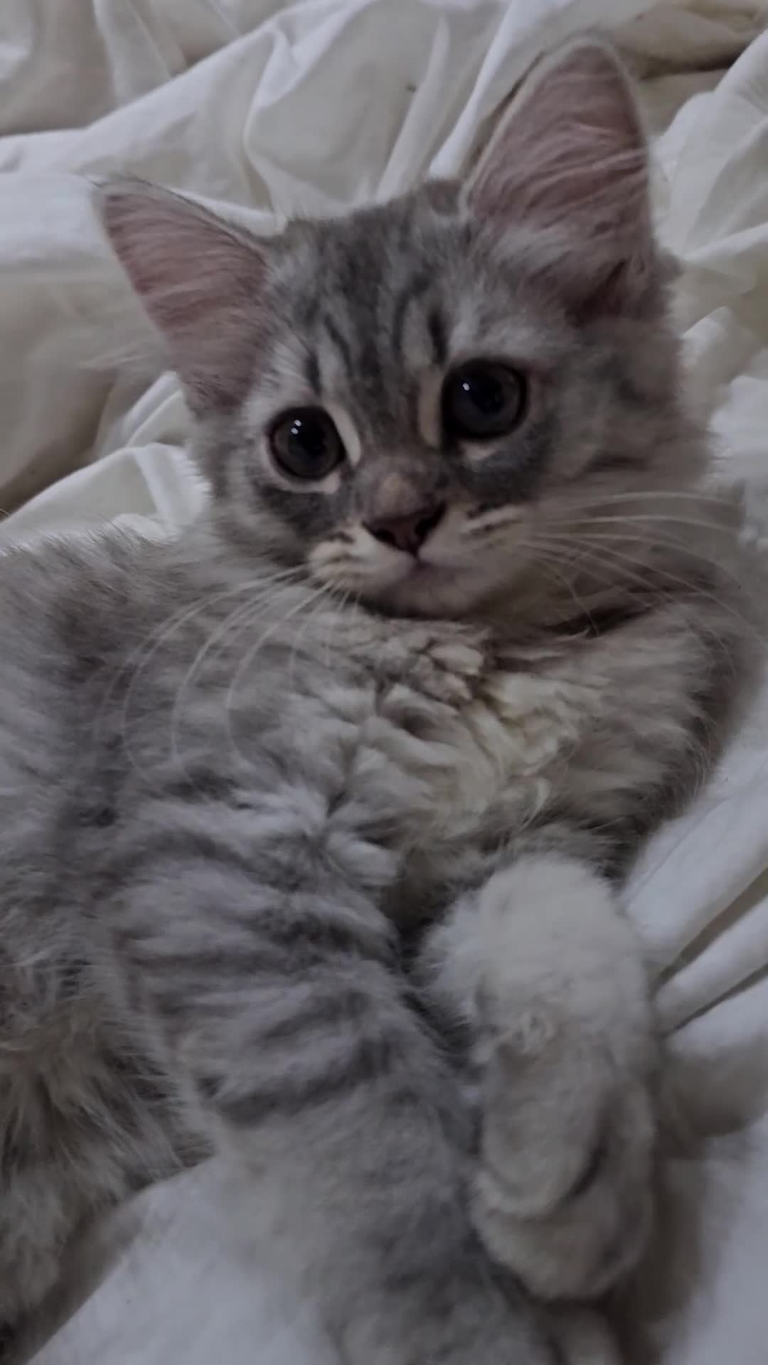 Persian cats for sale: 🐱 last kitten, heart melting Persian Kitten - Video 2