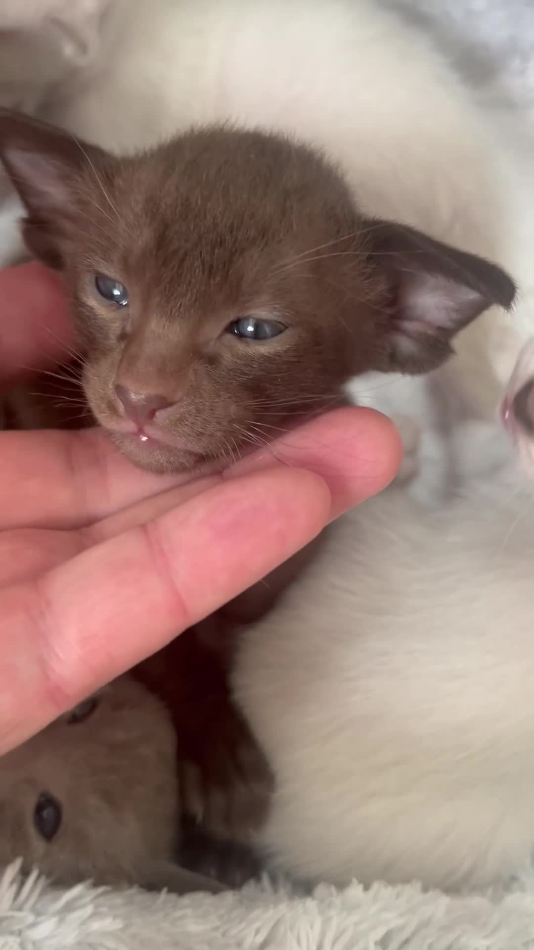 Oriental cats for sale: Outstanding Pedigree Oriental GCCF reg kittens - Video 1