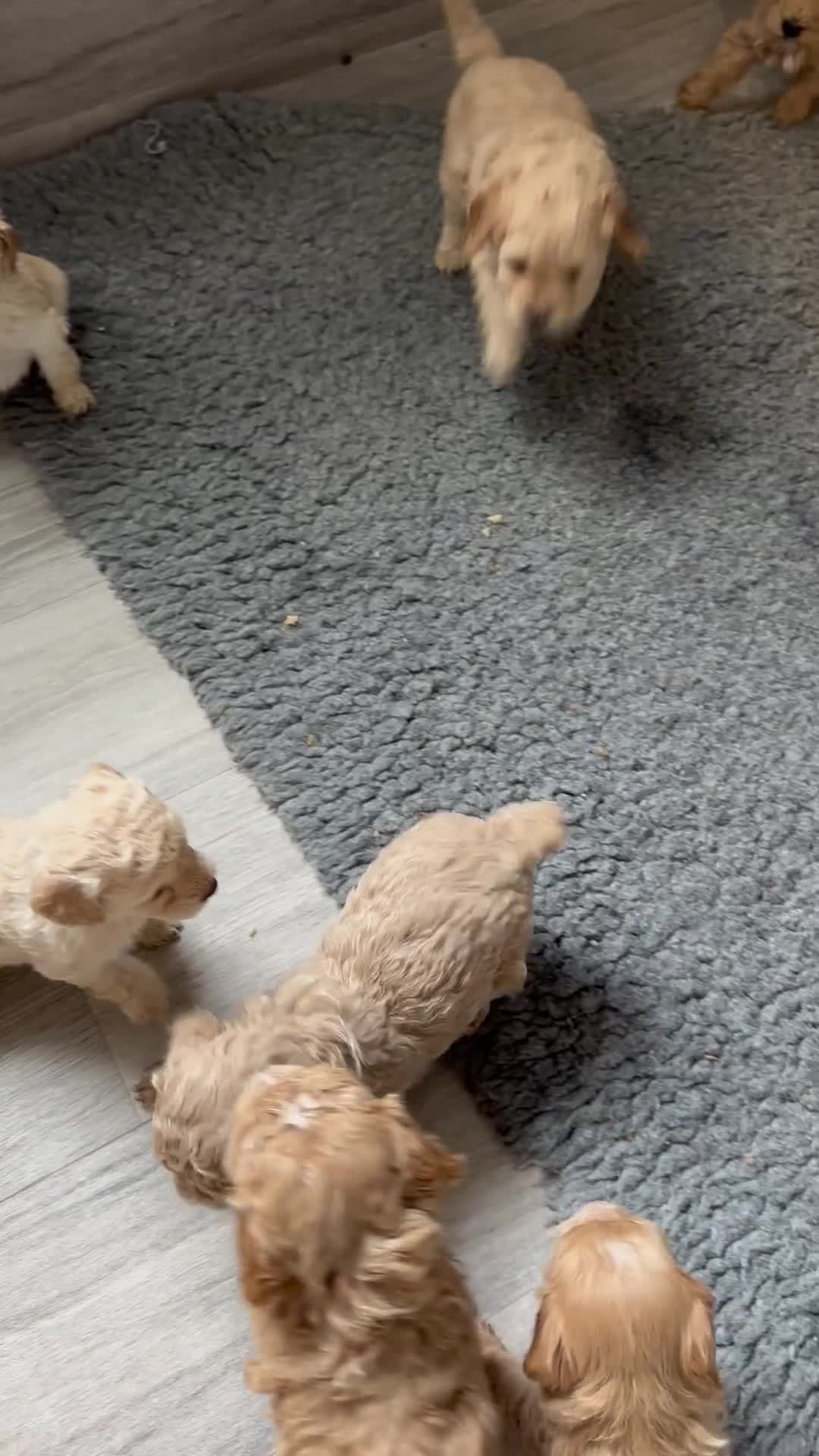 Sproodle dogs for sale: Gorgeous Sproodle Puppies - Video 1
