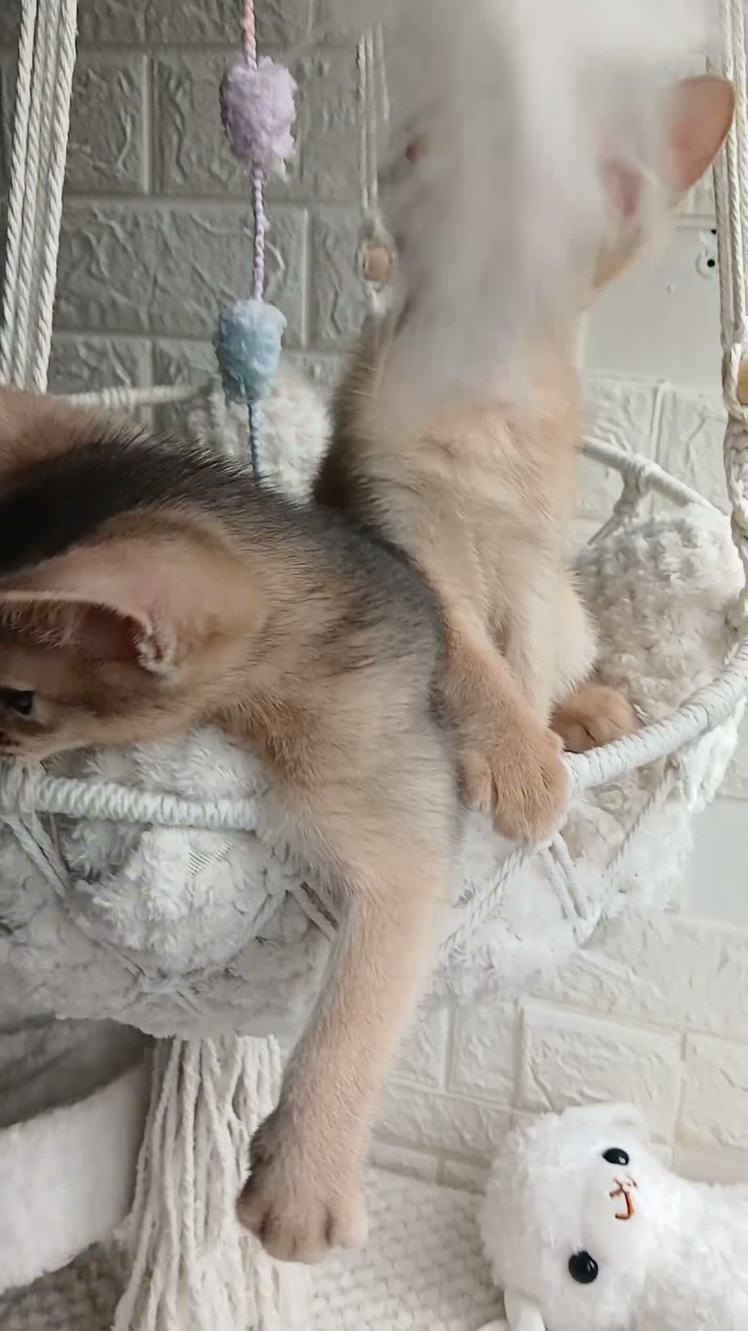 Abyssinian cats for sale: Beautiful Abyssinian Kittens  - Video 1