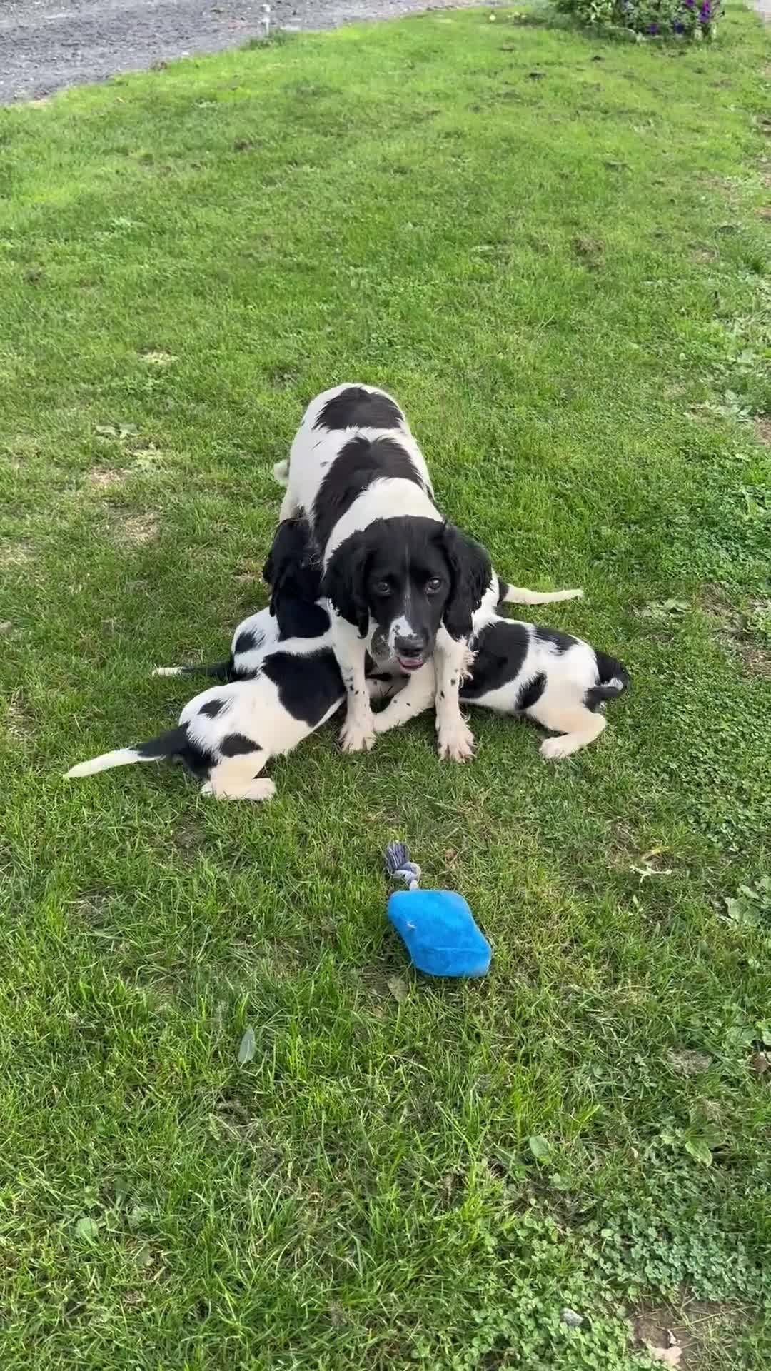 English Springer Spaniel dogs for sale: KC Calm English Springer Spaniel Puppies - Video 1