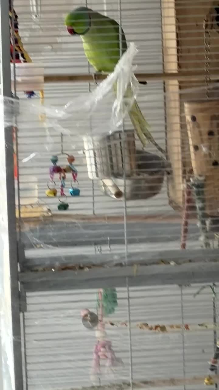 Ringnecks birds for sale: Male and female indian ringneck parrot.  - Video 3