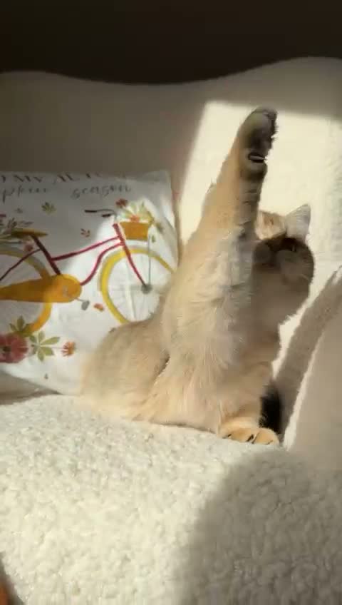 British Shorthair cats for sale: Stunning Izabella, BSH Black Golden Chinchilla - Video 2