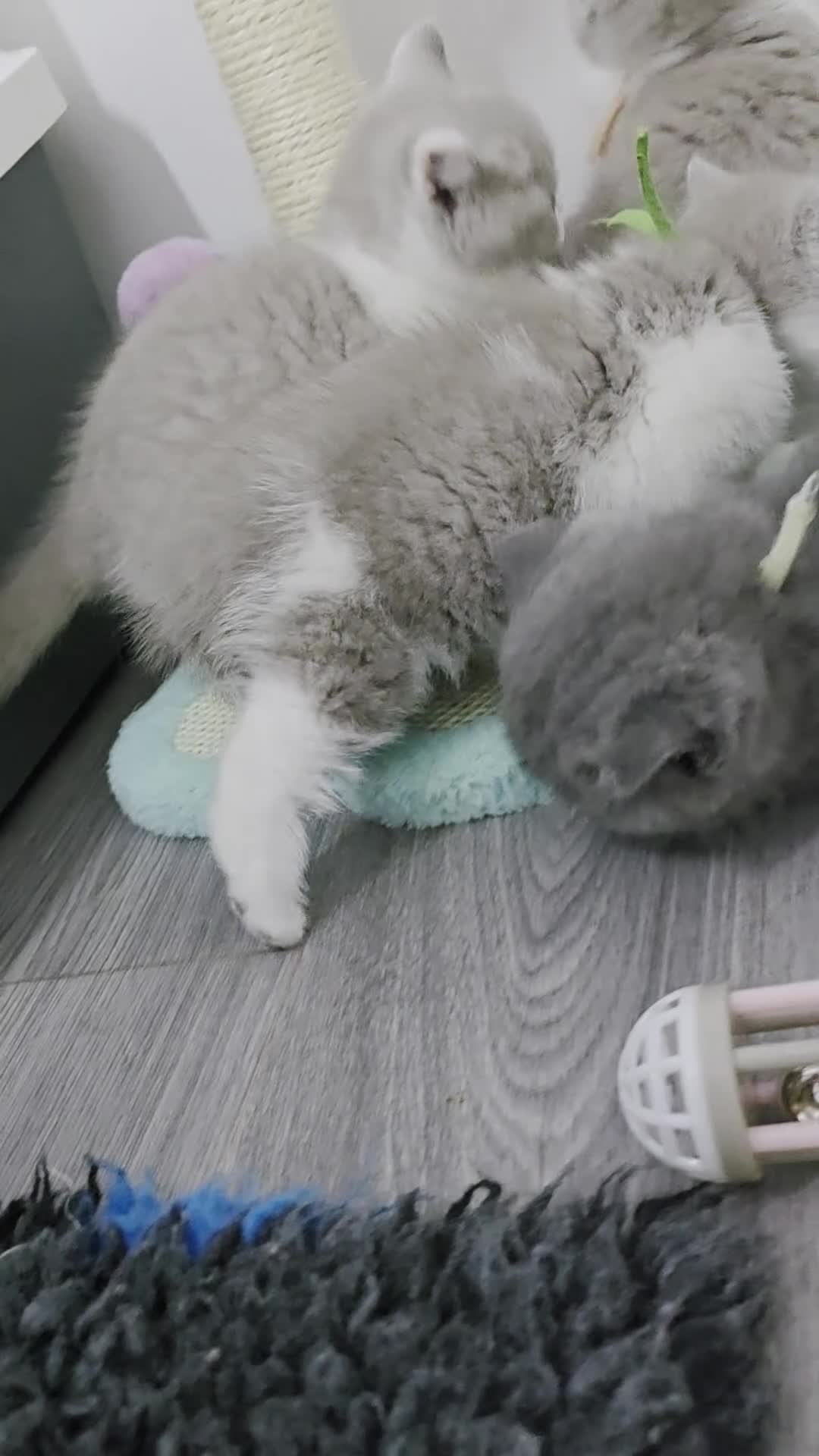 British Shorthair cats for sale: Tica registered British Shorthair kittens - Video 2