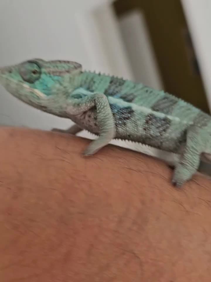 Chameleon reptiles for sale: Blue Ambanja Panther chameleons  - Video 2