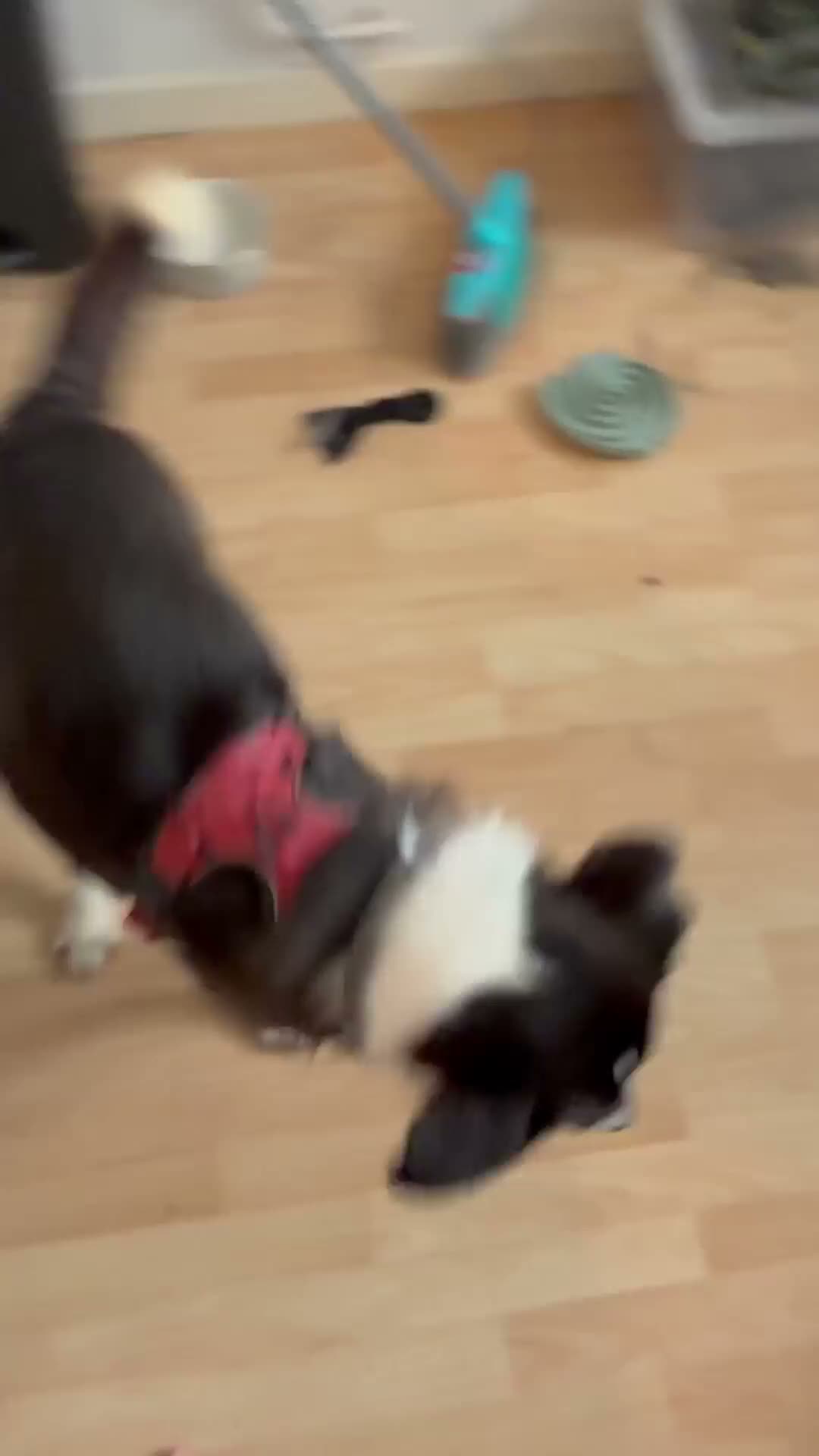 Mixed Breed dogs for adoption: Jazz for adoption in Leigh-on-Sea - Video 1