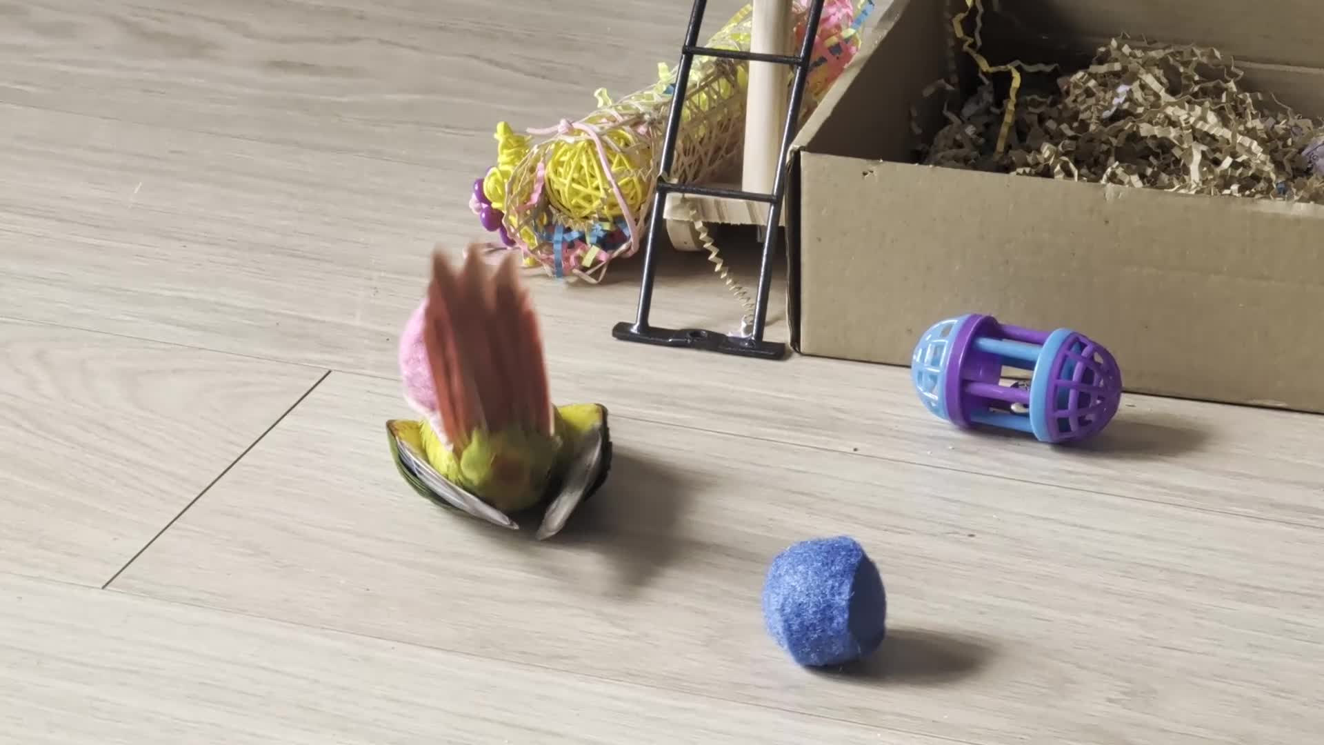 Conures birds for sale: Hand reared Pineapple conures x 2 - Video 2