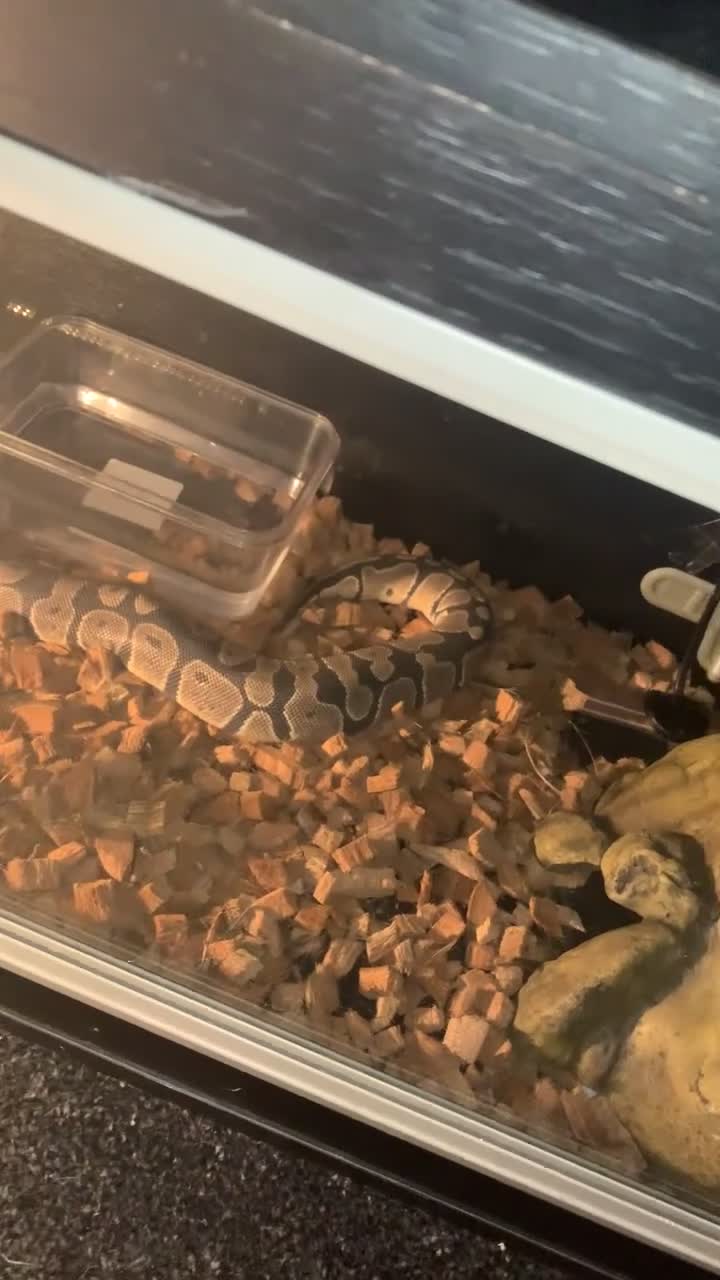 Python Snake reptiles for sale: Ball python and viv in Bilston - Video 3